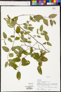 Celtis tenuifolia image