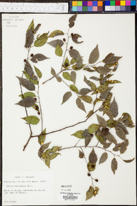 Celtis tenuifolia image