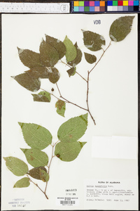 Celtis tenuifolia image