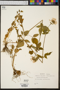 Valeriana pauciflora image