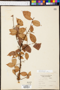 Ulmus alata image