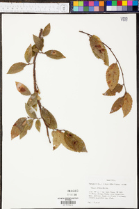 Ulmus alata image