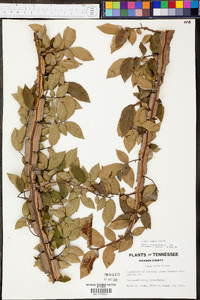 Ulmus alata image