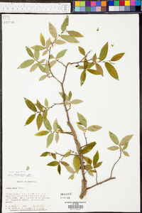 Ulmus alata image