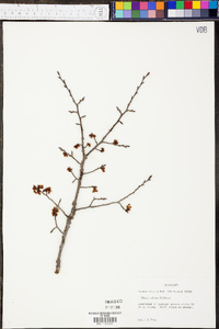 Ulmus alata image