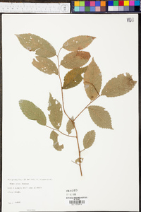 Ulmus alata image