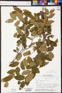 Ulmus crassifolia image