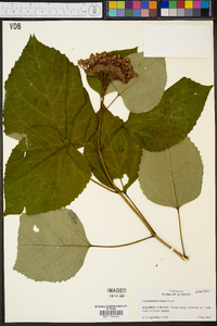 Clerodendrum bungei image