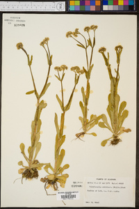 Valerianella umbilicata image