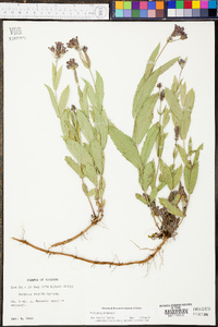 Verbena rigida image