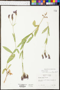 Verbena rigida image