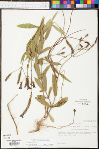 Verbena rigida image