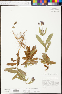 Verbena rigida image