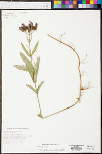 Verbena rigida image