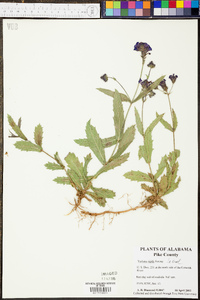 Verbena rigida image