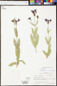 Verbena rigida image