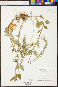 Verbena canadensis image