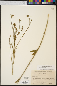 Verbena brasiliensis image