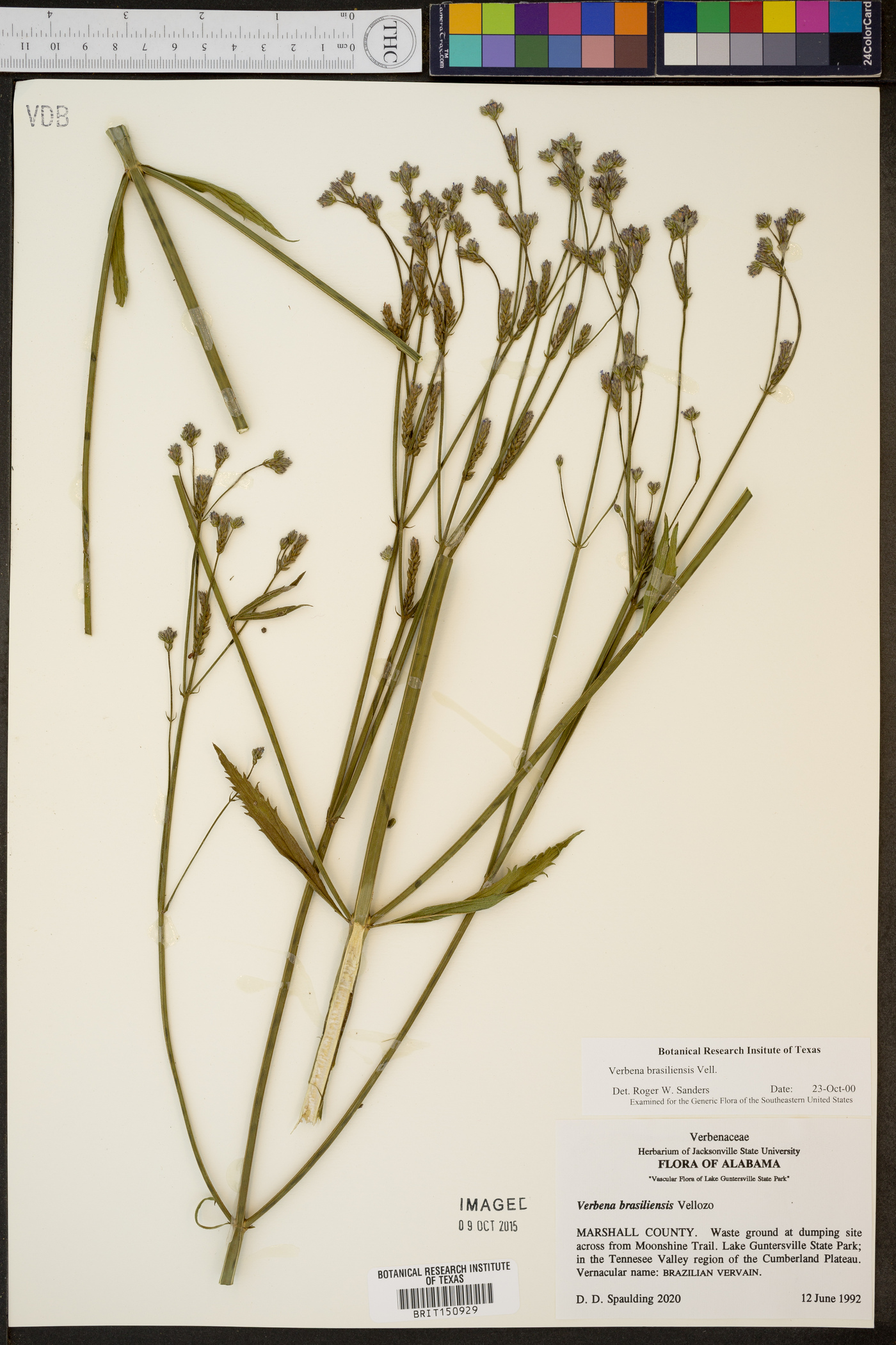 Verbena brasiliensis image