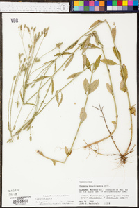 Verbena brasiliensis image