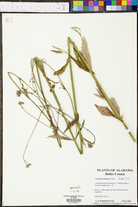 Verbena brasiliensis image