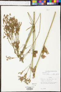 Verbena brasiliensis image