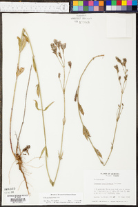 Verbena brasiliensis image