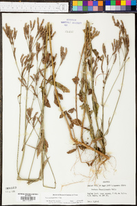 Verbena brasiliensis image