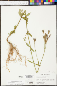 Verbena brasiliensis image