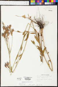 Verbena brasiliensis image