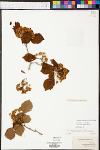 Crataegus calpodendron image