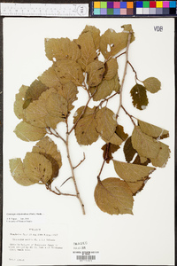 Crataegus calpodendron image