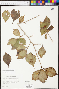 Crataegus calpodendron image