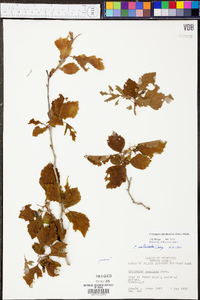 Crataegus calpodendron image