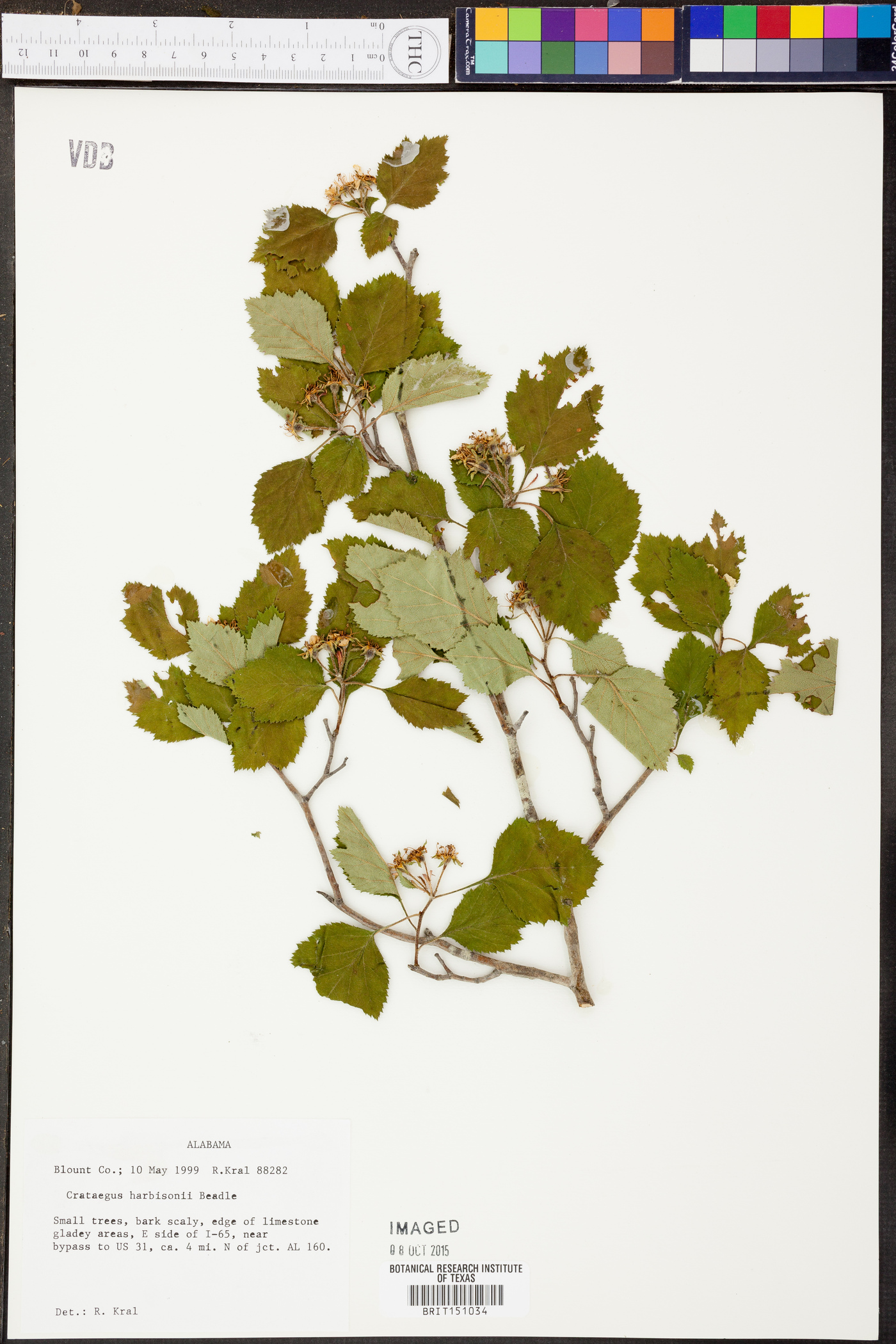 Crataegus harbisonii image