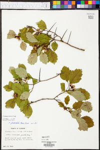 Crataegus intricata image