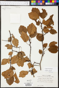 Crataegus intricata image