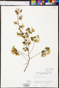 Crataegus marshallii image