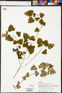 Crataegus marshallii image