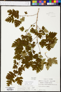 Crataegus marshallii image