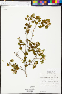 Crataegus marshallii image