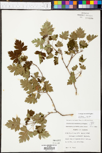 Crataegus marshallii image