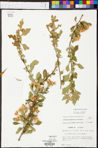 Crataegus spathulata image