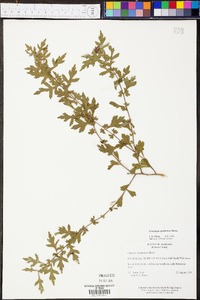 Crataegus spathulata image