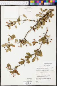 Crataegus spathulata image