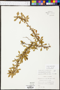 Crataegus spathulata image