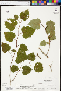 Crataegus iracunda image