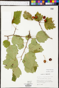 Crataegus mollis image