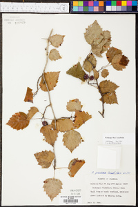 Crataegus pruinosa image