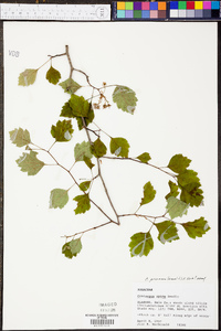 Crataegus pruinosa image